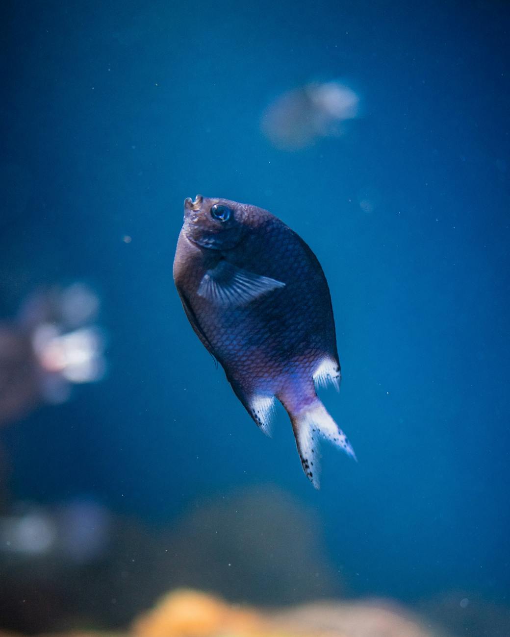 fish underwater