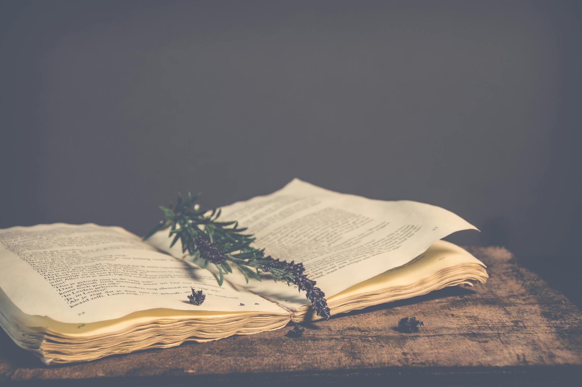 sepia photography of green plant on top of open book